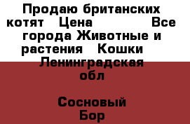 Продаю британских котят › Цена ­ 30 000 - Все города Животные и растения » Кошки   . Ленинградская обл.,Сосновый Бор г.
